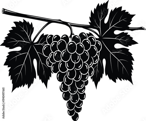 Black and white of a bunch of grapes with leaves grapevine
