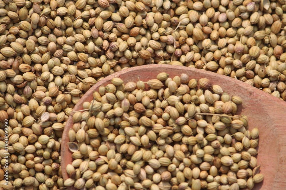 Fototapeta premium Coriander seeds close up texture background