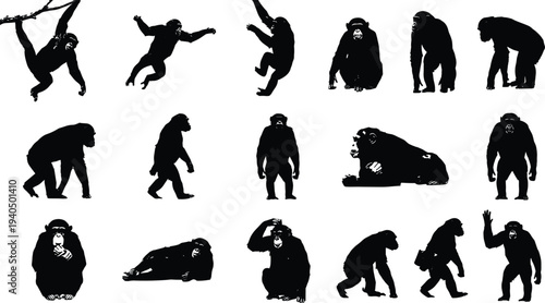 Chimpanzee silhouette collection isolated on white background showing multiple poses jumping sitting walking standing primate wildlife illustration set black animal shapes