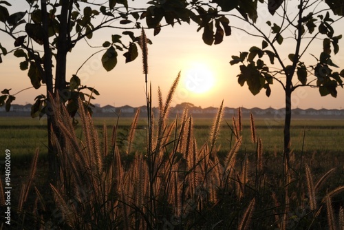 Wild grass and trees silhouetted against a warm sunset over a rural field with distant houses on the horizon.