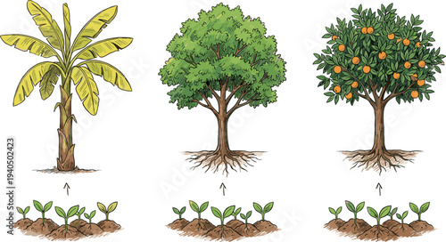 Tree growth stages set with banana tree green tree and orange fruit tree botanical life cycle illustration isolated