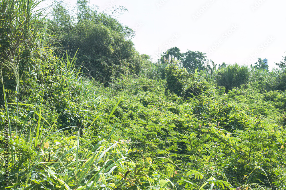 Fototapeta premium Dense tropical shrubland covering wild green terrain. Lush vegetation spreading across untamed rural ground. Overgrown foliage filling a bright natural landscape.