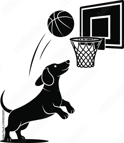 Black dachshund jumping to catch basketball going into hoop
