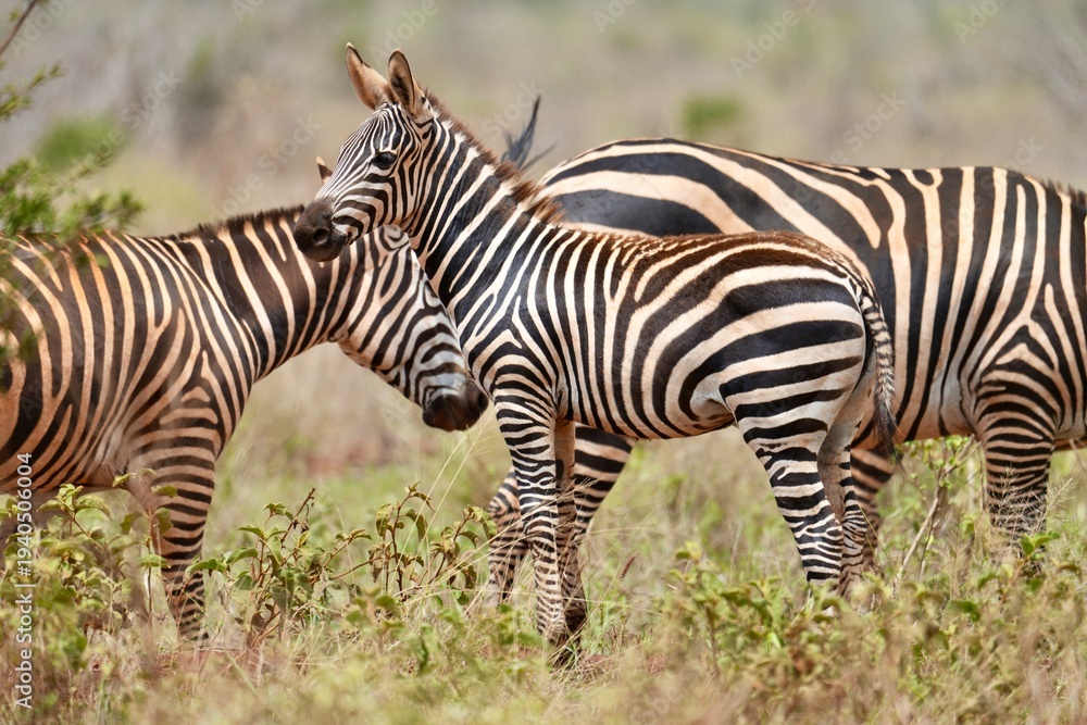 Fototapeta premium trois zèbres
