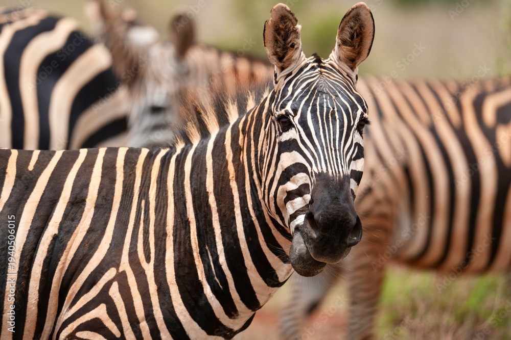 Fototapeta premium un zèbre en gros plan