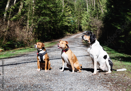 Photography Group of dogs sitting on trail in forest