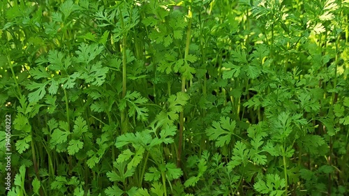 coriander in garden