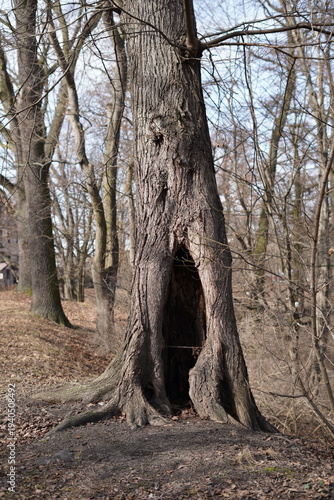 Photography Close-up of a large hollow in an ancient mossy tree trunk