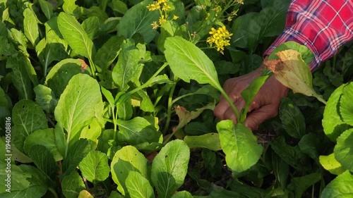 Choy Sum vegetable under sunshine.