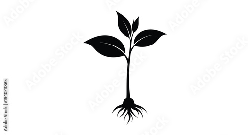 A delicate plant sprout with visible roots a striking silhouette