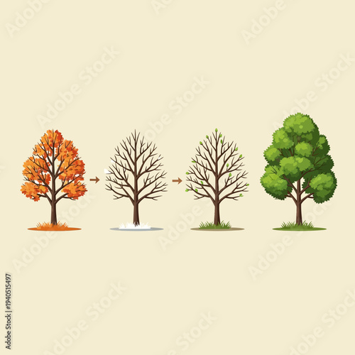 Tree seasons cycle: autumn, winter, spring, summer. Nature's transformation, growth, and renewal.