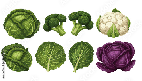 Professional Fresh Cabbage and Broccoli Vector Illustration Set Featuring Green Cauliflower Red Cabbage and Leafy Greens for Culinary Branding Healthy Eating and Grocery Marketing