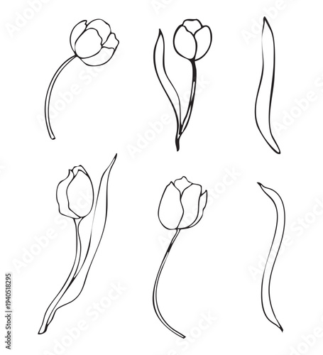 Hand drawn vector graphics of spring tulips. The set includes various tulip shapes and leaves, showcasing their elegant forms and delicate lines.