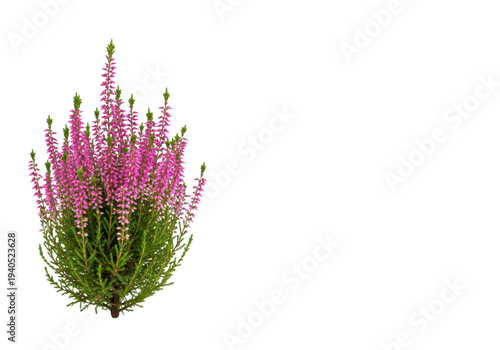 Pristine calluna vulgaris heather plant with vibrant pink blossoms and green foliage, captured in a minimalist studio still life against stark white background, ample copy space. Concept for