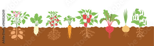 Root Vegetables Potatoes, tomatoes, carrots, beets, radishes, bell peppers, and green-leafed peas planted in the ground with sprouted roots. Vector illustration.