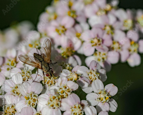bee on a flower