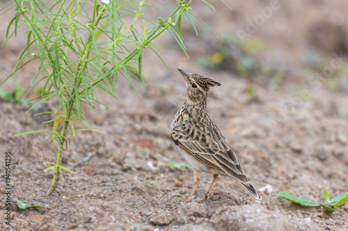 Malabar lark, or Malabar crested lark (Galerida malabarica) at Saswad, Maharashtra, India