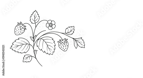 Delicate black and white line drawing of a wild strawberry plant with ripe berries flowers and jagged leaves perfect for nature-inspired art.