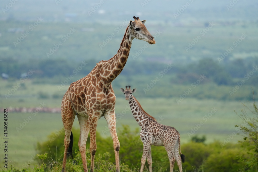 Fototapeta premium girafe et son girafon