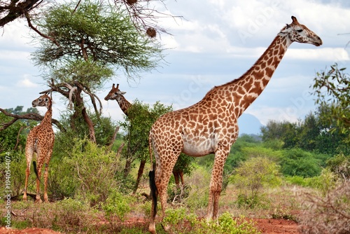 trois girafes dans la savane Africaine
