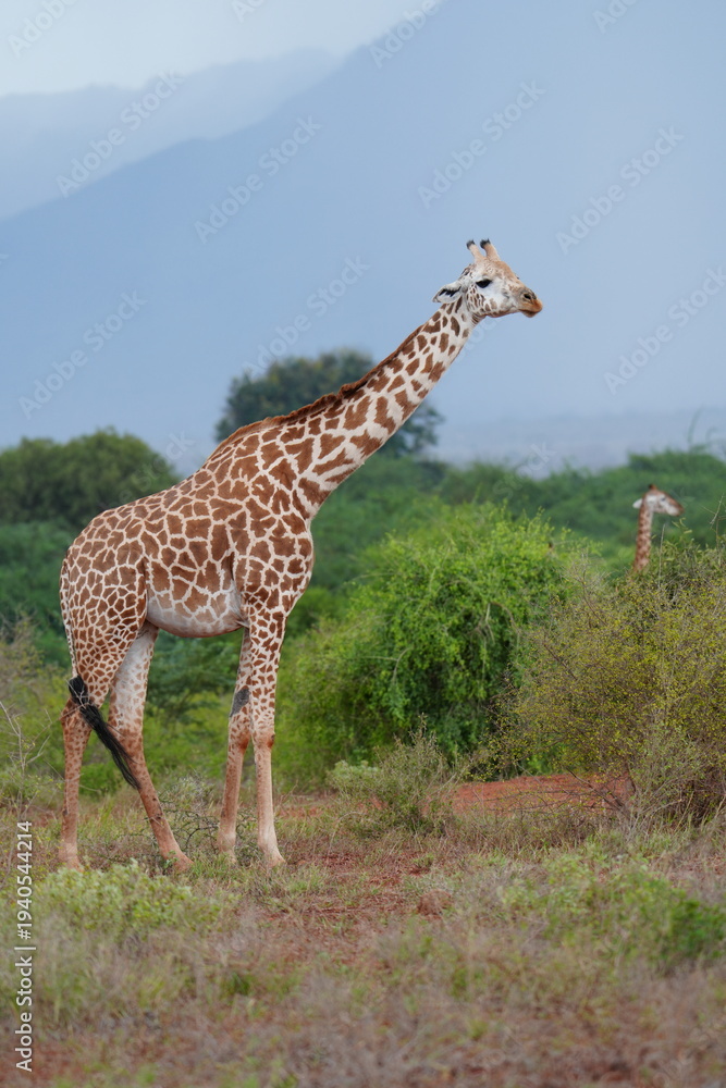 Obraz premium girafe (vertical)