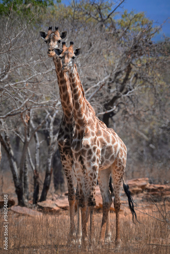 Photography giraffes in africa