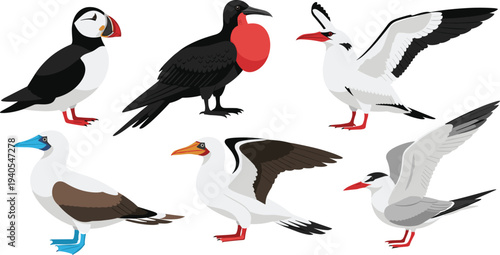 Sea bird vector collection featuring puffin, frigatebird, blue-footed booby, and tern, isolated on white background, coastal wildlife illustration for nature design