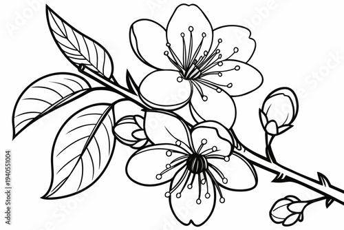 coloring page line art the borage flower black vector