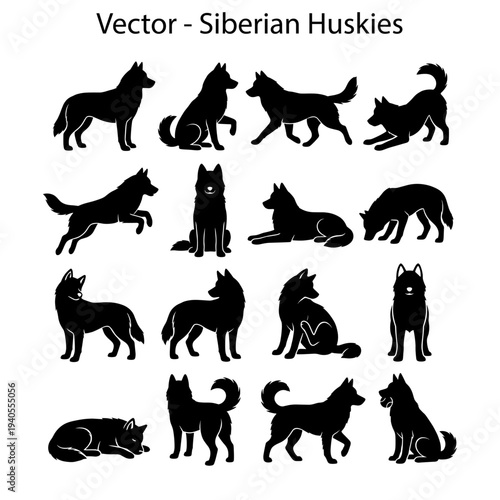 Siberian Huskies dog breed in different position silhouettes vector collection. 