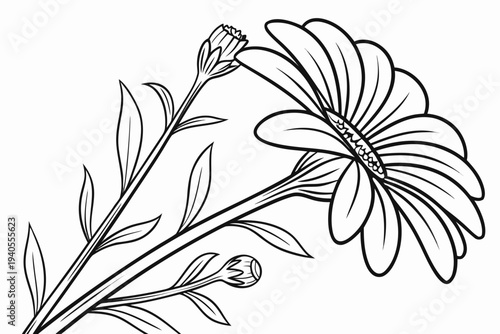 coloring page line art the calendula flower black vector