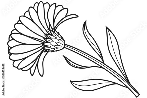 coloring page line art the calendula flower black vector