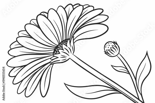 coloring page line art the calendula flower black vector