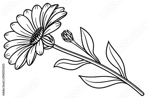 coloring page line art the calendula flower black vector