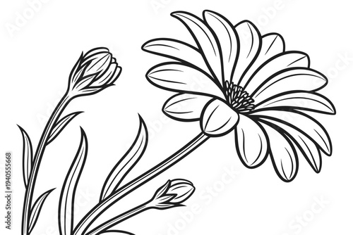coloring page line art the calendula flower black vector