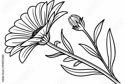 coloring page line art the calendula flower black vector