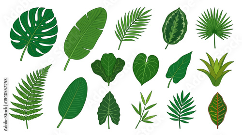 Collection of Various Green Tropical Leaves.