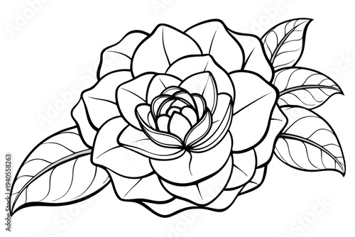 coloring page line art the camellia flower black vector