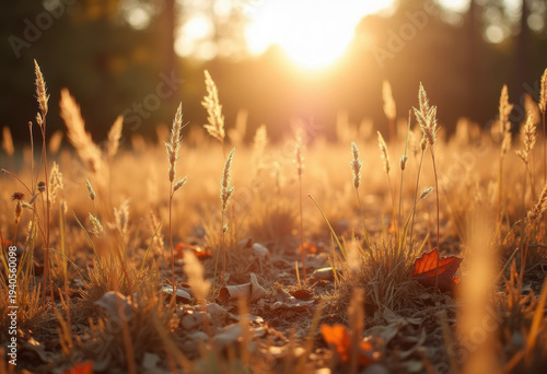 Dry grass and leaves in September light