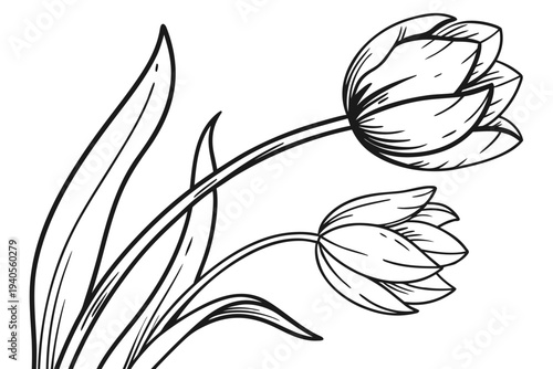 coloring page line art the tulip flower black vector