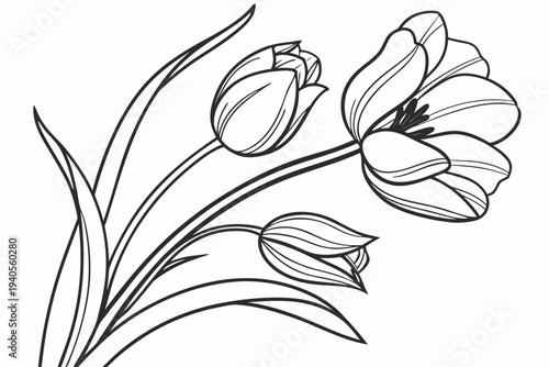 coloring page line art the tulip flower black vector