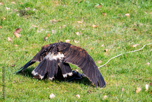 ​A bird of prey spreads its dark wings wide over a lure on the green grass to protect its catch.
