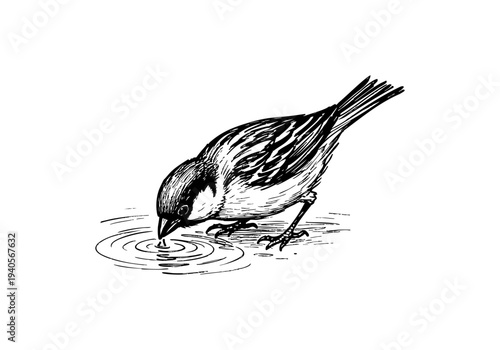 Sparrow Hand Drawn Illustration Vector by AZ for Books, Arts, Design and Decoration Graphic Asset