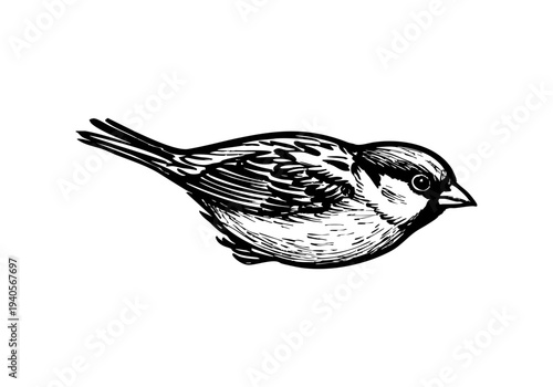 Sparrow Hand Drawn Illustration Vector by AZ for Books, Arts, Design and Decoration Graphic Asset