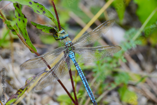 Fotografi Libelle, Große Königslibelle, Anax imperator