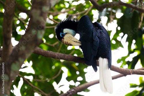 Rhinoceros hornbill perched on tree branch in tropical rainforest