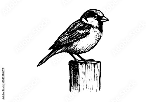 Sparrow Hand Drawn Illustration Vector by AZ for Books, Arts, Design and Decoration Graphic Asset