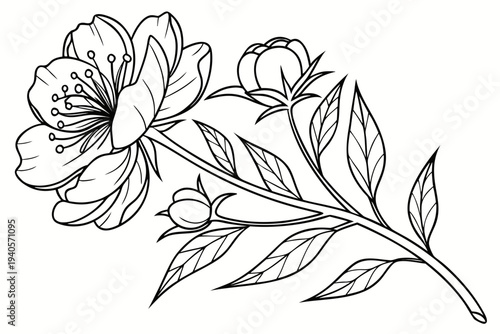 coloring page line art the peony flower black vector