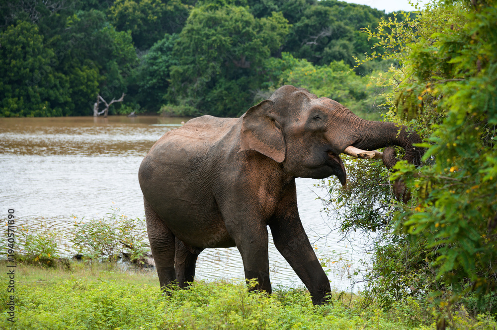 Fototapeta premium elephant by the water