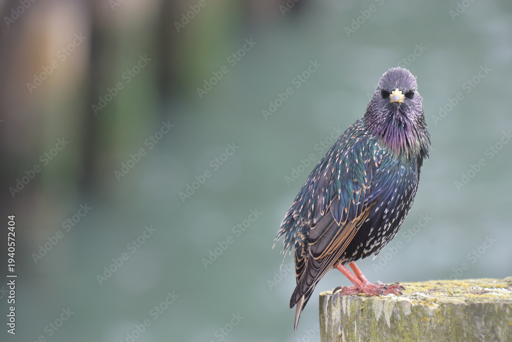 Obraz premium Common starling bird looking at camera