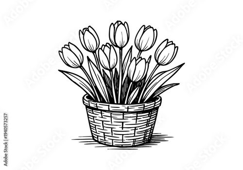 Tulip Flower Hand Drawn Illustration Vector by AZ for Books, Arts, Design and Decoration Graphic Asset